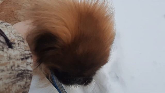 Пекинес Дендик и ёлка во дворе смотреть онлайн