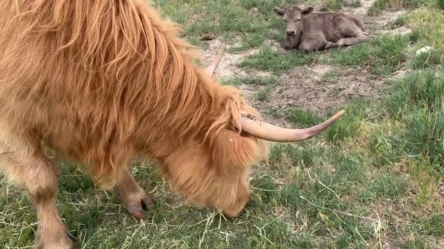 Things to Know When Moving Sheep & Cows Across States смотреть онлайн