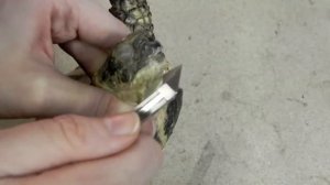 Стрижка клюва сухопутной черепахи ч.2