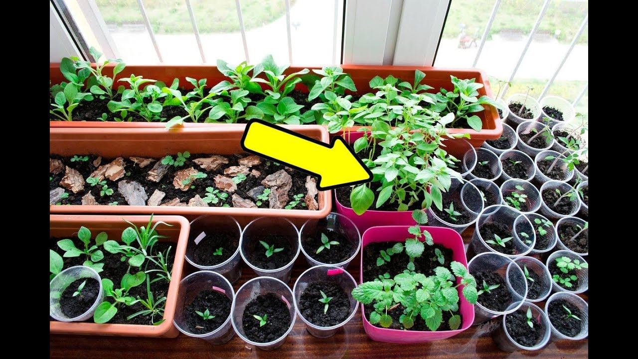 Обязательно посадите эти овощи уже в январе! Какую рассаду сажают в январе? смотреть онлайн