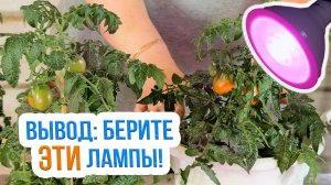 Тест фитоламп для рассады. Выращивание томатов при разном освещении - итоги нашего эксперимента!