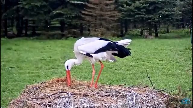 Приют животных. Чехия. смотреть онлайн