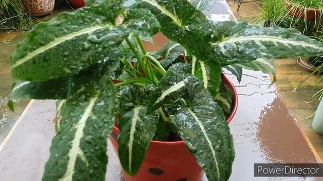 Syngonium Wendlandii  Care & Fertilizer