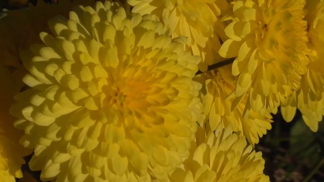 Отцвели уж давно хризантемы в саду...[Chrysanthemum]. Солнечным днём и в снегопад. смотреть онлайн