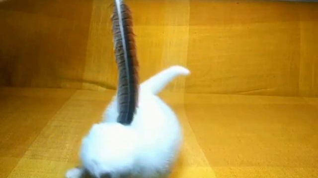 Продам клубных чистокровных шотландских котят смотреть онлайн