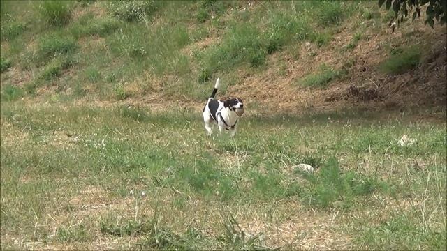 Strass et la baballe 2 смотреть онлайн