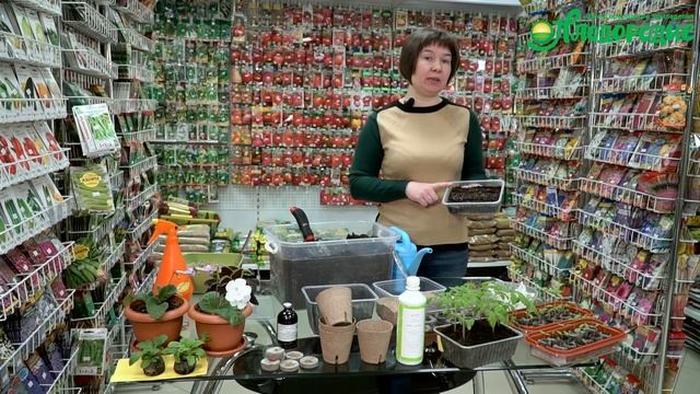 Посев томатов на рассаду. Сроки и способы посева смотреть онлайн