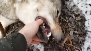 Охотимся на волка! (охота на волка петлями) 2020