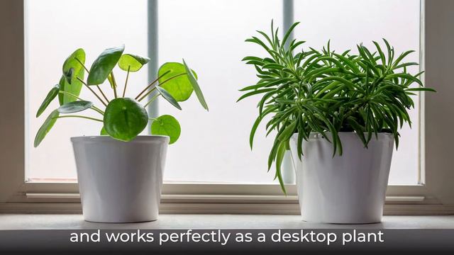 Pincushion Peperomia смотреть онлайн