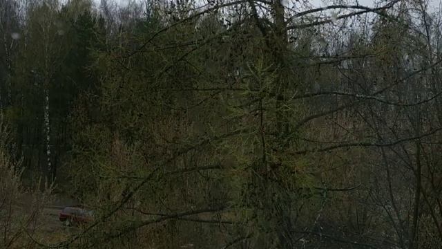 Лиственница сибирская смотреть онлайн