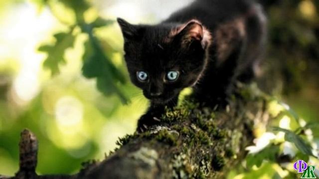 Сатана 13 «Загубит котяток, ох, загубит своими прыжками! Вот же Сатана!» - вздыхал Рыжик смотреть онлайн