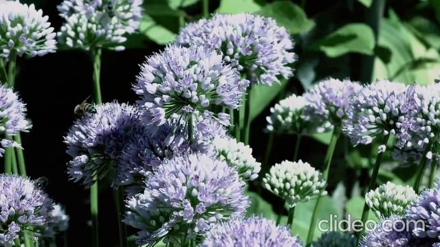 Природа во Всей Красе