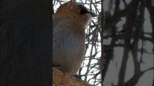 #shorts У сойки весной светлые глаза