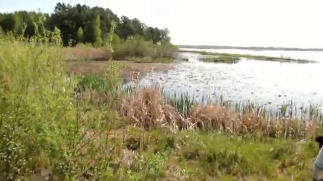 лягушачий хор смотреть онлайн