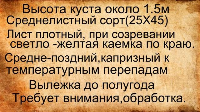 Герцеговина флор Краткий обзор смотреть онлайн