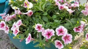 У ПЕТУНИИ ЖЕЛТЕЮТ НИЖНИЕ ЛИСТЬЯ. ПРИЧИНЫ . ПРИНИМАЕМ МЕРЫ.