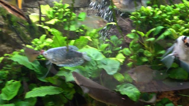 "Мы делили...Мотыля" смотреть онлайн