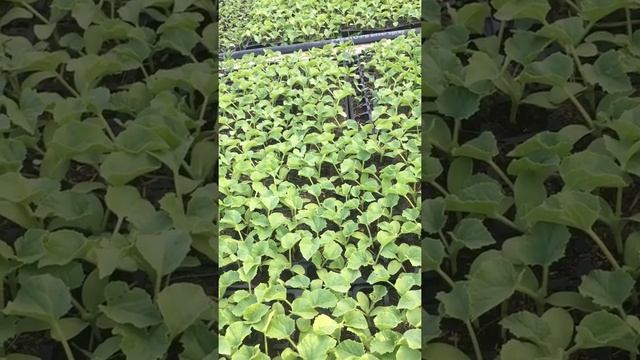 Рассада дыни амал смотреть онлайн