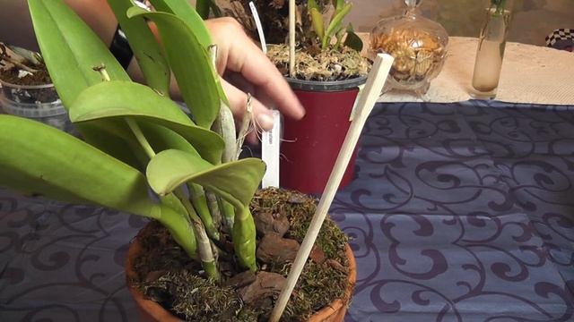 Орхидеи Каттлеи.Уход. Потери. Результат. смотреть онлайн