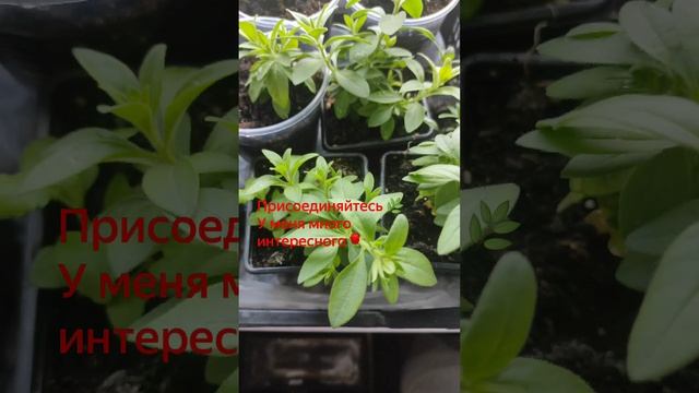 Калибрахоа в апреле смотреть онлайн