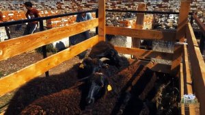 Прогулки по Кисловодску. Гастрономический маршрут. Часть 2 - Восточный базар Учкекена.