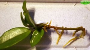 КАК ВЫРАЩИВАТЬ "ЛЮБОВНОЕ СЧАСТЬЕ" - ХОЙЯ КЕРРИ ! #HOYA #ХОЙЯ #РАЗМНОЖЕНИЕ_ХОЙИ #oldenburgru#209