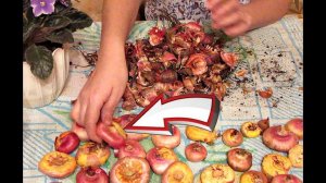 Храните гладиолусы зимой этим способом для хорошего цветения на следующий год!