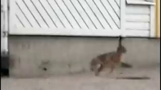 City Hare Kills a Crow смотреть онлайн