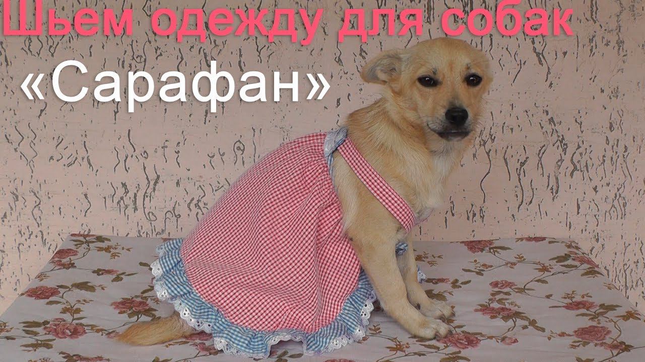 Шьем сарафанчик для собачки | Быстро и без выкройки смотреть онлайн