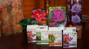 Как спасти саженцы из магазина  Флоксы, примулы, розы из коробки