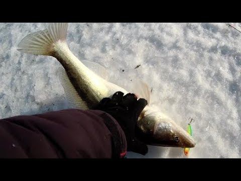 ЗИМНЯЯ РЫБАЛКА НА СУДАКА В ГЛУХОЗИМЬЕ! ЭХОЛОТ ПРАКТИК 8 V2 смотреть онлайн