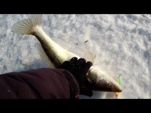 ЗИМНЯЯ РЫБАЛКА НА СУДАКА В ГЛУХОЗИМЬЕ! ЭХОЛОТ ПРАКТИК 8 V2