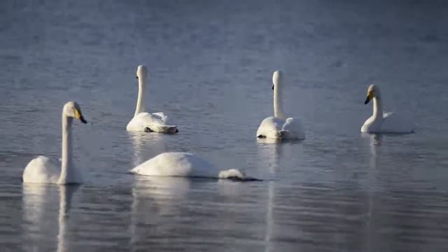 Кликуны на Алтае зимой смотреть онлайн