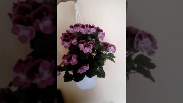 Пiларгонiя королевская смотреть онлайн