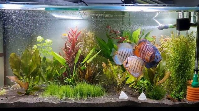 Аквариумистика