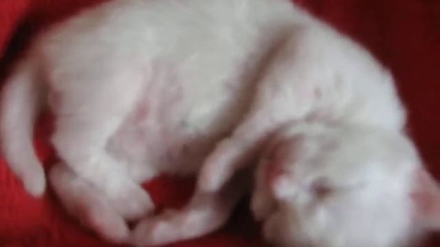 Что снится маленьким котятам? With Dreams Of A Little Kitten?