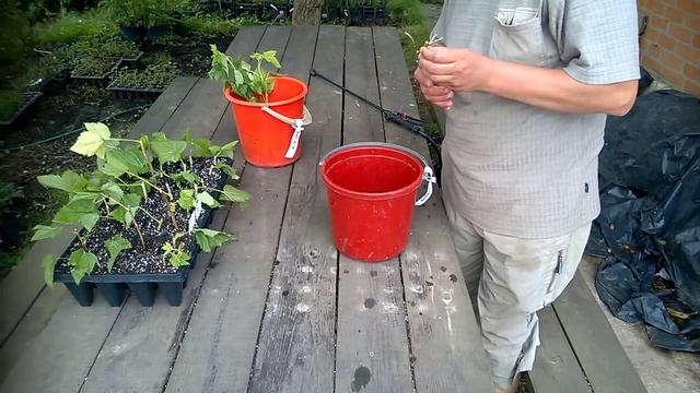 Эскперимент с однопочковыми черенками редкого сорта смородины смотреть онлайн