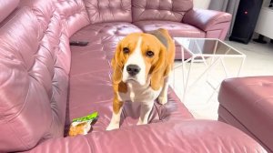 КОТЕНОК ОСТАЛСЯ ГОЛОДНЫМ ИЗ-ЗА ЩЕНКА. БРОС ШОУ ПЕТ