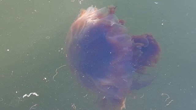 Lion's mane jellyfish (Cyanea capillata) смотреть онлайн
