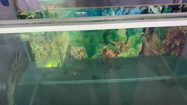Новый высокий аквариум смотреть онлайн