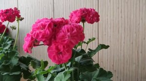 Пеларгония махровая Lara Harmony, особенности, уход