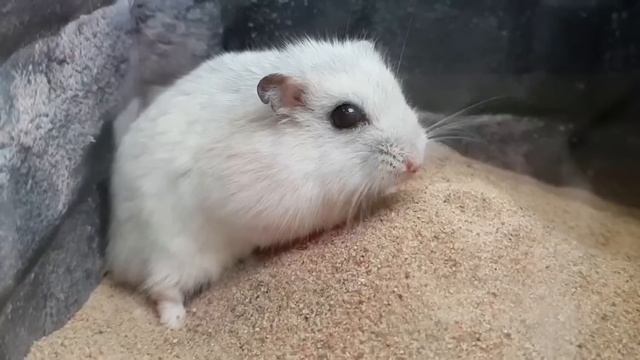 Hamster In Rainbow Submarine | DIY Hamster Maze With Traps