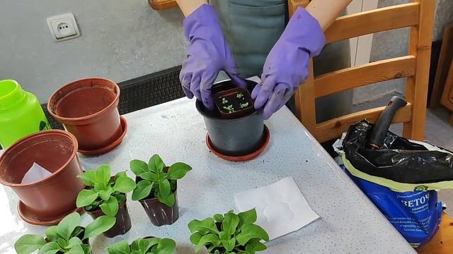 Петуния. Вторая пикировка. Перевалка из стакана 200 мл в горшок 1.5 литра. 6 апреля 2023 смотреть онлайн