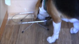 Как я кормлю бигля (How do I feed a beagle)