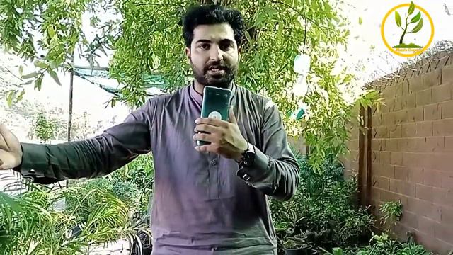 STAR FICUS PLANT / HOW TO CARE / IS STARLIGHT FICUS AN INDOOR PLANT/ PLANT'S OCEAN/ SEASON 2022/GRO смотреть онлайн