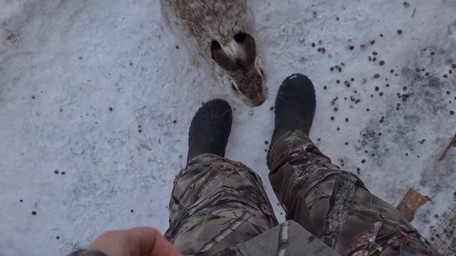 Кот напал на оленя, а Кали агрессивно ревнует Мазая! Заяц Кнопа поехала к врачу, а у Леди новоселье смотреть онлайн