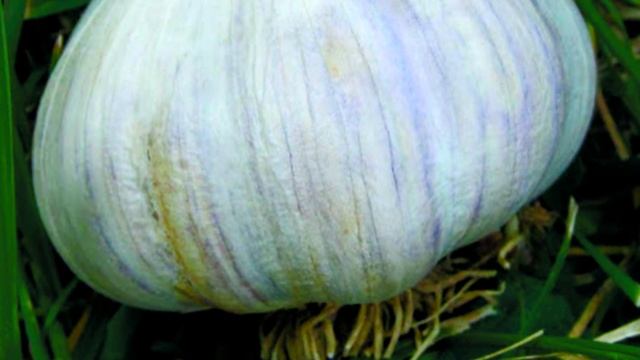 Основа крупного чеснока - удачный сорт смотреть онлайн