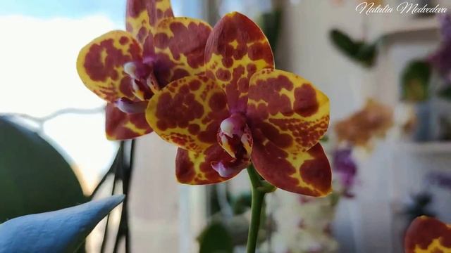 ЗМЕИНАЯ КОЖА ФАЛЕНОПСИС. PHAL SNAKESKIN (GW ) МОЯ ОРХИДЕЯ НАРЦИСС. Характеристика сорта + цветение! смотреть онлайн