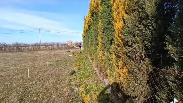 Šišanje zlatne tuje смотреть онлайн