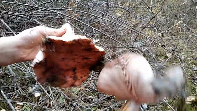 ОЧЕНЬ МНОГО МЫШАТ!!! Такого количества грибов я ещё не видел. КРЫМ. смотреть онлайн
